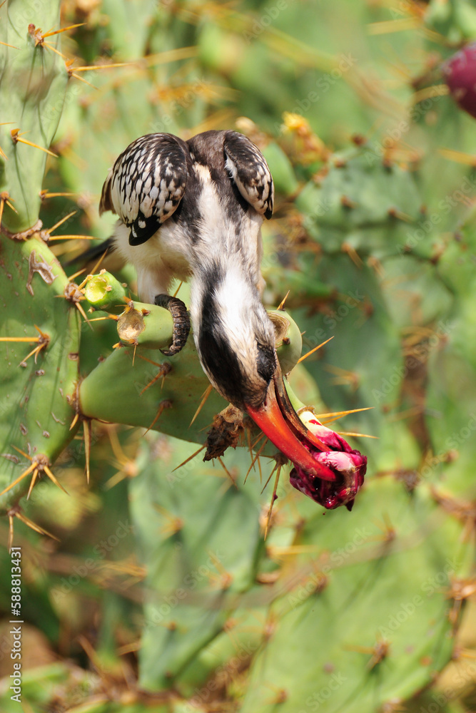 Obraz premium Calao à bec rouge en train de manger une figue de barbarie