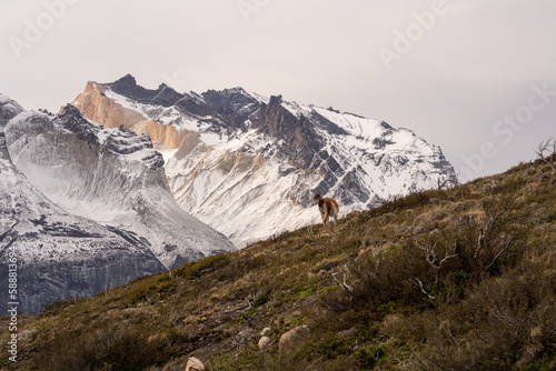 Guanaco y montaña nevada