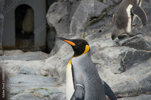 Penguin bred in aquarium pool