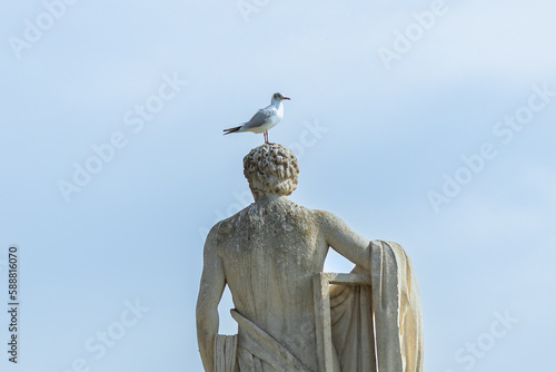 A seagull perched on the head of a statue at Prato Della Valle square, in Padua city center, Italy