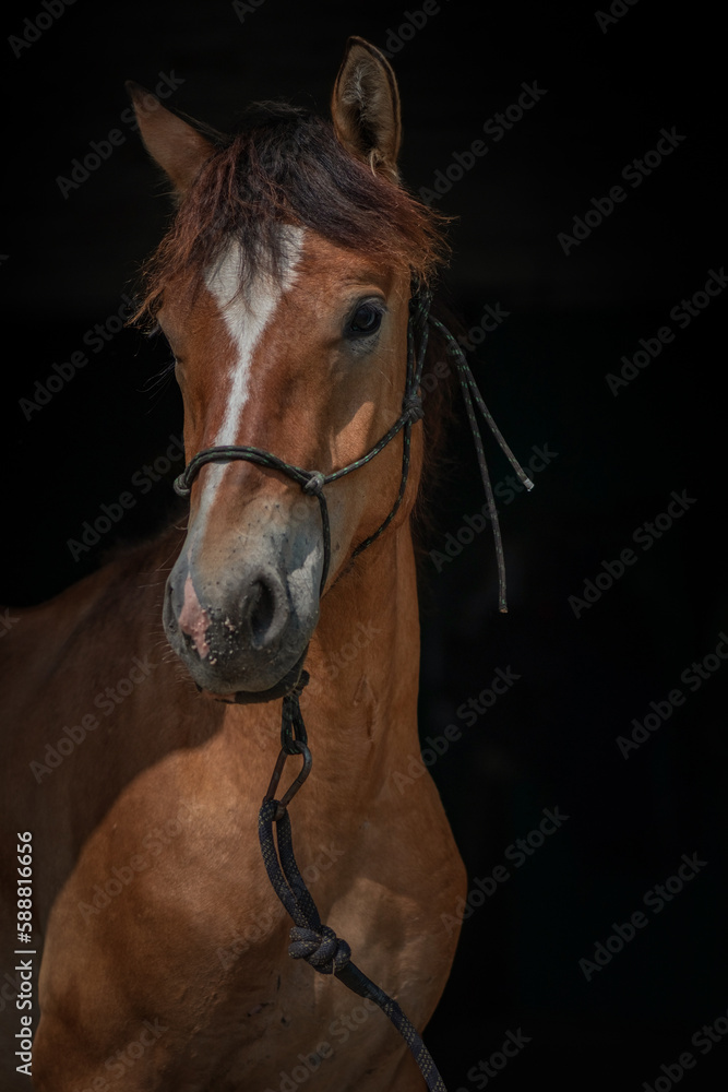 Obraz premium Portrait of a thoroughbred horse on a dark background, close-up.