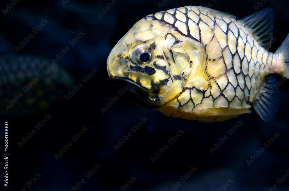 Fototapeta premium Pinecone fish swimming in the aquarium