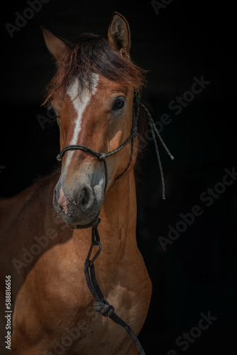 Portrait of a thoroughbred horse on a dark background, close-up. © shymar27