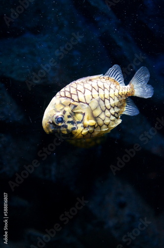 Pinecone fish swimming in the aquarium