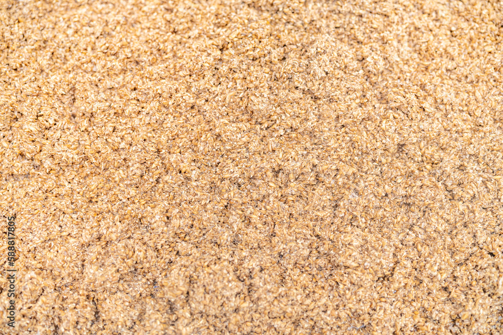malt for brewing beer in a brewery. background with texture malt for brewing beer in a brewery. background with texture