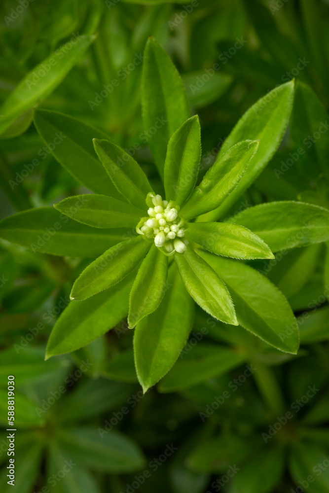 Fresh green sweet woodruff plant with buds close up full frame Fresh green sweet woodruff plant with buds close up full frame