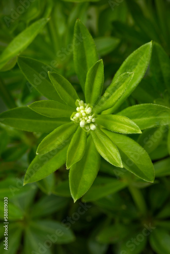 Fresh green sweet woodruff plant with buds close up full frame
