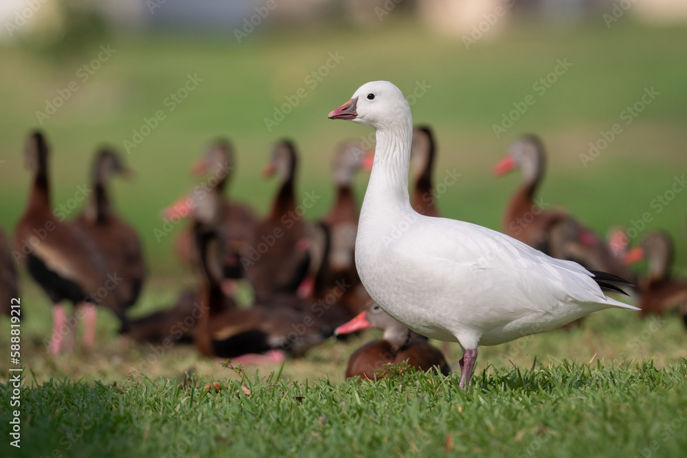 An out-of-range Ross's goose hangs out with black-bellied whistling ducks in Cocoa, Brevard County, Florida.