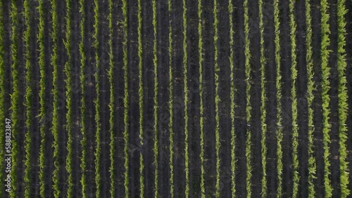 Viñedo, viña, plantación, agricultura. Plano de dron cenital. Provincia de Mendoza, Argentina.  photo