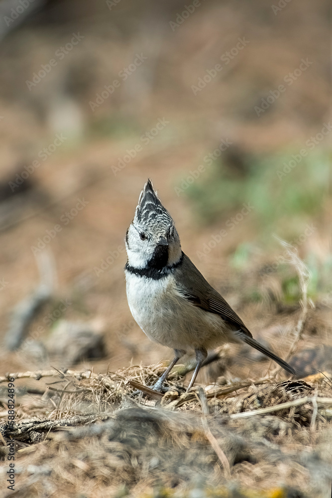 European crested tit (Lophophanes cristatus) feeding on the ground in woodland, Italian Alps