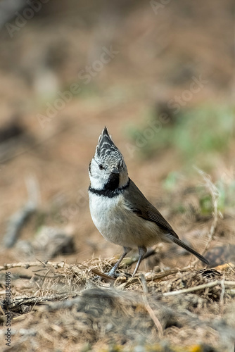 Obraz na płótnie European crested tit (Lophophanes cristatus) feeding on the ground in woodland, Italian Alps w salonie