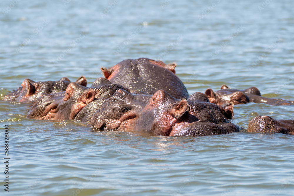 Fototapeta premium Large hippo family clusters together with heads poking out of the water, in Lake Naivasha Kenya, East Africa