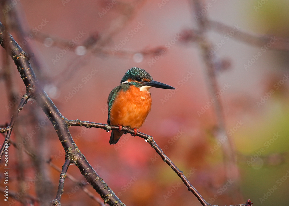 Orange and yellow bird sitting on a branch,a kingfisher is sitting on a tree branch, in the style of light orange and emerald, shallow depth of field, Orange and yellow bird sitting on a branch,a kingfisher is sitting on a tree branch, in the style of light orange and emerald, shallow depth of field,