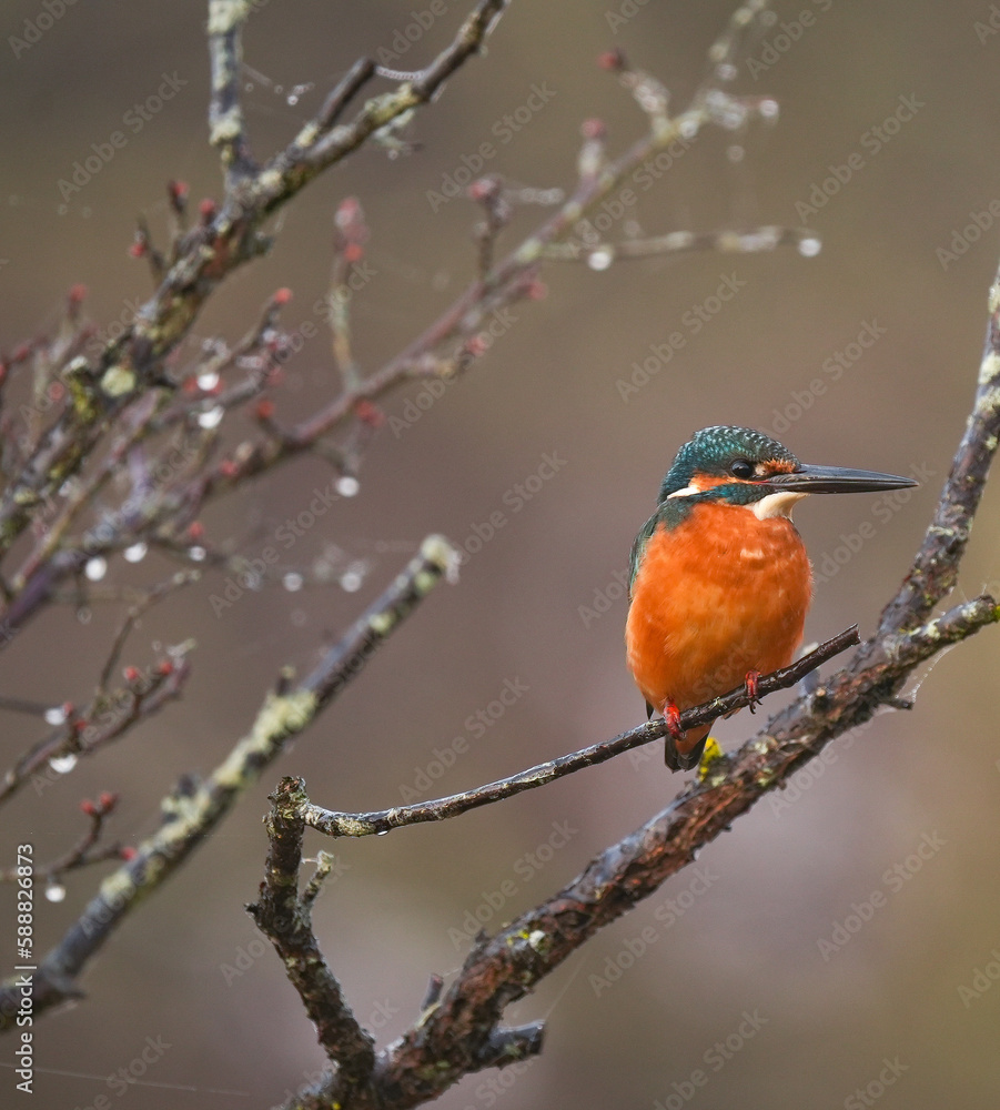 A kingfisher sitting on a piece of grass, in the style of blurred imagery, dark teal and light orange, stockphoto, tranquil gardenscapes, blue kingfisher sitting on a post with fuzzy background, in th A kingfisher sitting on a piece of grass, in the style of blurred imagery, dark teal and light orange, stockphoto, tranquil gardenscapes, blue kingfisher sitting on a post with fuzzy background, in th