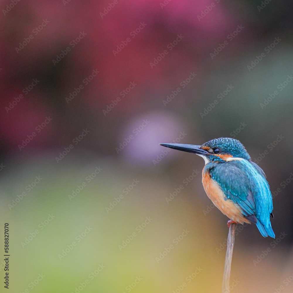 A kingfisher sitting on a piece of grass, in the style of blurred imagery, dark teal and light orange, stockphoto, tranquil gardenscapes, blue kingfisher sitting on a post with fuzzy background, in th A kingfisher sitting on a piece of grass, in the style of blurred imagery, dark teal and light orange, stockphoto, tranquil gardenscapes, blue kingfisher sitting on a post with fuzzy background, in th