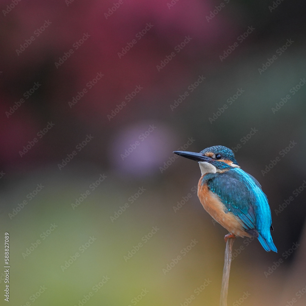 a kingfisher sitting on a piece of grass, in the style of blurred imagery, dark teal and light orange a kingfisher sitting on a piece of grass, in the style of blurred imagery, dark teal and light orange