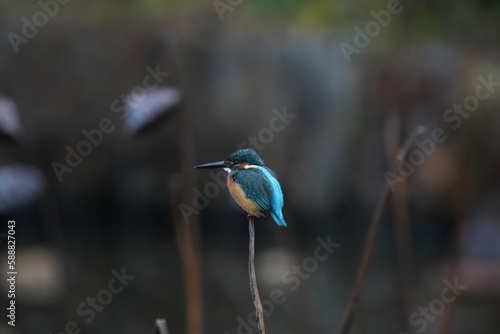 A kingfisher sitting on a piece of grass, in the style of blurred imagery, dark teal and light orange, stockphoto, tranquil gardenscapes, blue kingfisher sitting on a post with fuzzy background, in th