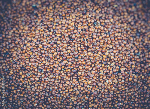 Chenopodium quinoa auf Olivenholz photo