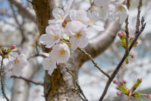 桜の写真