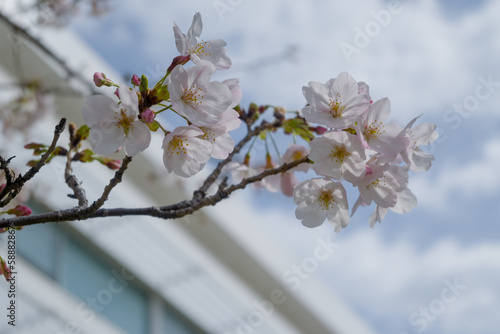 桜の写真