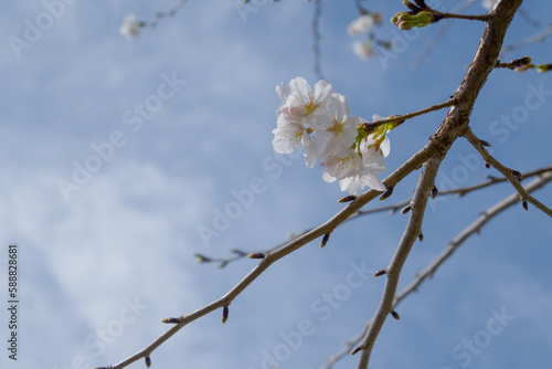 桜の写真