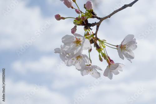 桜の写真