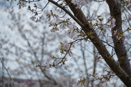 桜の写真