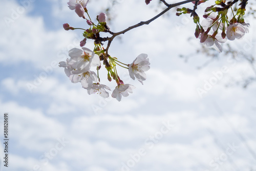 桜の写真