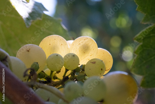 Fotografie bunch of grapes