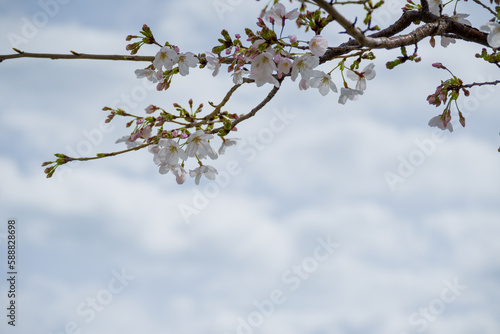 桜の写真