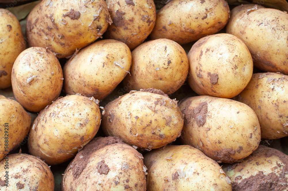 A pile of fresh potatoes for sale at a market. Closeup. Background. A pile of fresh potatoes for sale at a market. Closeup. Background.