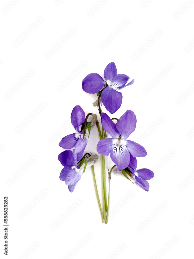 custom made wallpaper toronto digitalViolet flowers isolated on white background, spring flowers collection 