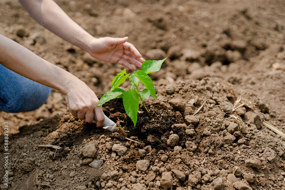 young woman volunteer planting tree in dry ground concept of save nature against climate change environment conservation and social responsibility, key success in making future a better world young woman volunteer planting tree in dry ground concept of save nature against climate change environment conservation and social responsibility, key success in making future a better world