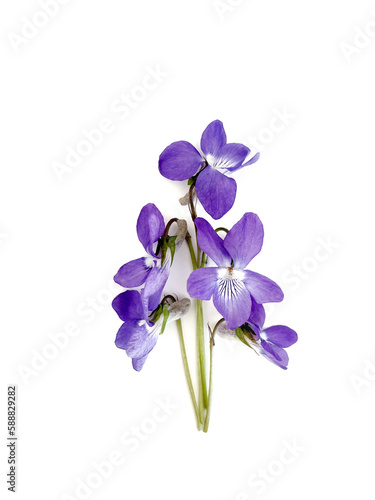 Violet flowers isolated on white background  spring flowers collection 