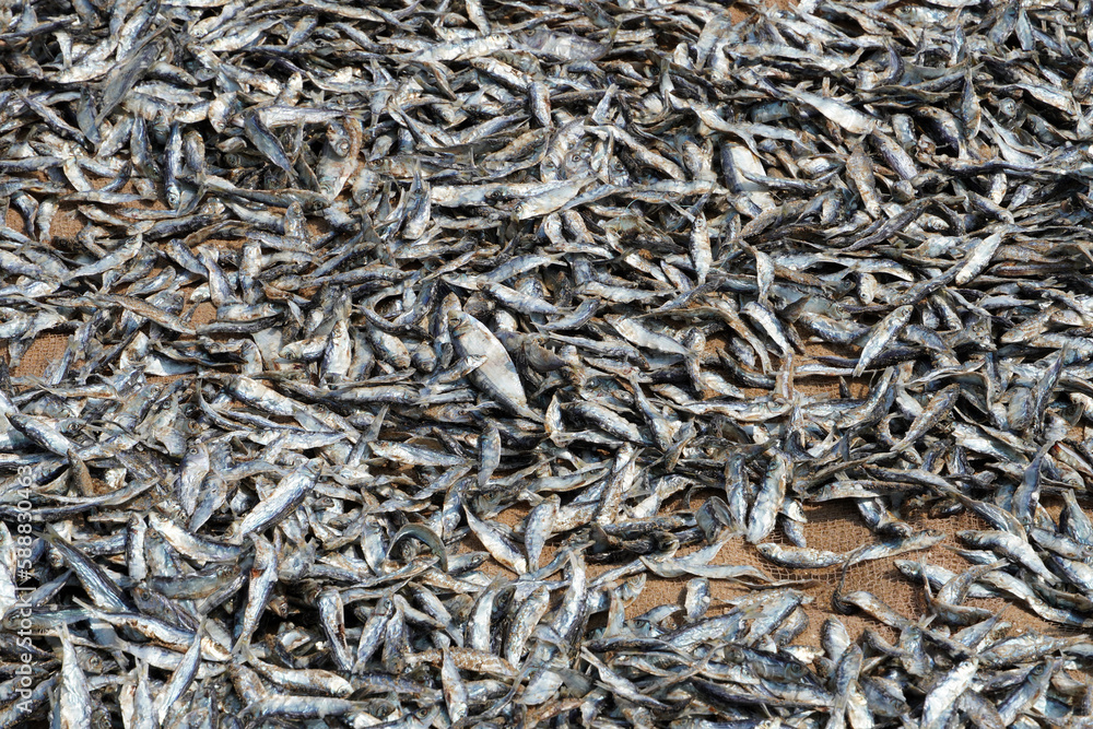 Dried fish on the market. Closeup of abundance of small dry fishes kept in the market for sale in Chennai, Tamilnadu. Dried fish on the market. Closeup of abundance of small dry fishes kept in the market for sale in Chennai, Tamilnadu.