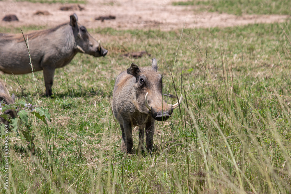 Warthog, African wild pig in savannah in Africa, in national park for animal preservation Warthog, African wild pig in savannah in Africa, in national park for animal preservation