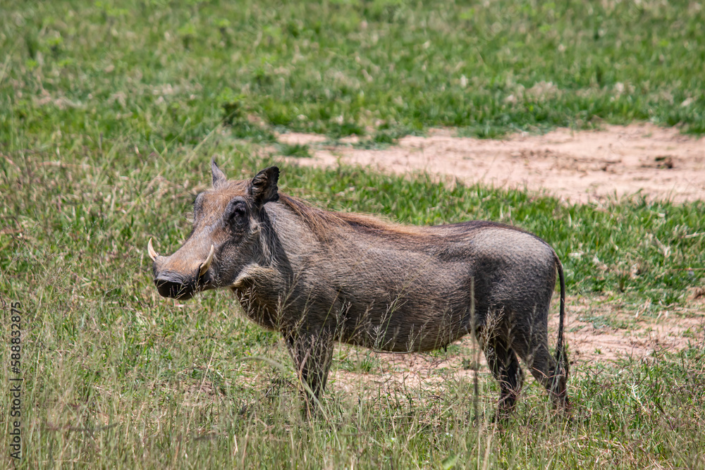 Warthog, African wild pig in savannah in Africa, in national park for animal preservation Warthog, African wild pig in savannah in Africa, in national park for animal preservation