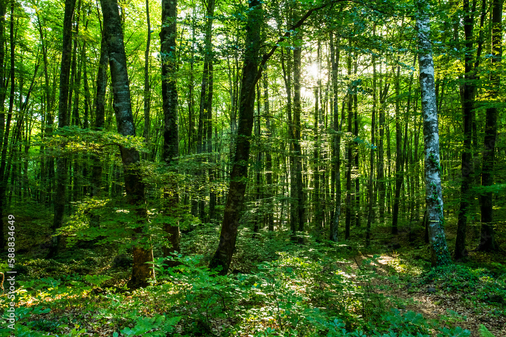 Spring sunrise in La Fageda D En Jorda Forest, La Garrotxa, Spain Spring sunrise in La Fageda D En Jorda Forest, La Garrotxa, Spain