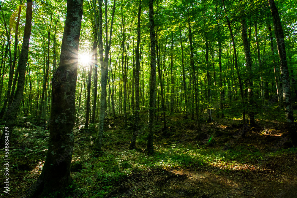 Spring sunrise in La Fageda D En Jorda Forest, La Garrotxa, Spain Spring sunrise in La Fageda D En Jorda Forest, La Garrotxa, Spain
