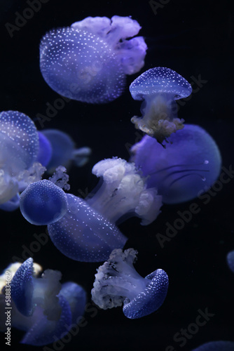medusas bailando // jellyfish dancing