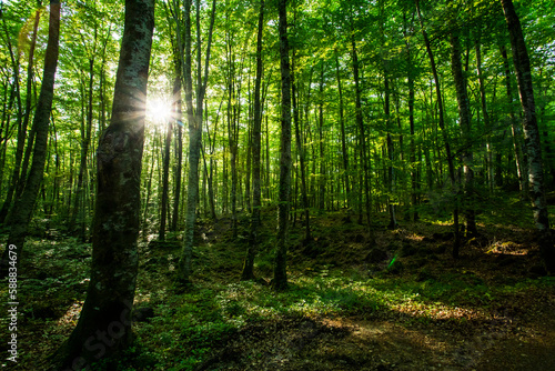 Spring sunrise in La Fageda D En Jorda Forest, La Garrotxa, Spain