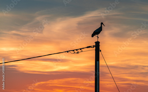 sunset with stork