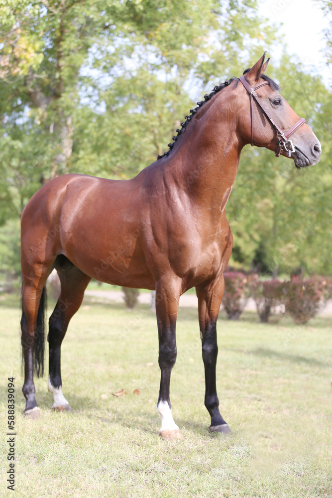 Beautiful young stallion posing at rural animal farm