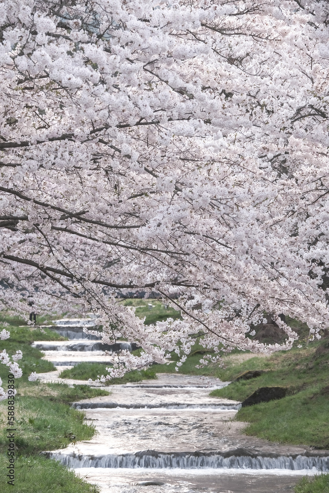 The Pink Symphony: A Celebration of Cherry Blossoms in Japan, Spring's Beauty Unfolding, The Magic of Cherry Blossoms in Japan, Cherry Blossoms in Full Bloom: A Springtime Miracle in Japan, The Soft P The Pink Symphony: A Celebration of Cherry Blossoms in Japan, Spring's Beauty Unfolding, The Magic of Cherry Blossoms in Japan, Cherry Blossoms in Full Bloom: A Springtime Miracle in Japan, The Soft P