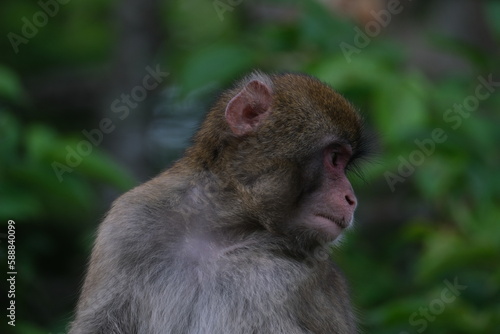 a monkey looking at something that does not look very serious