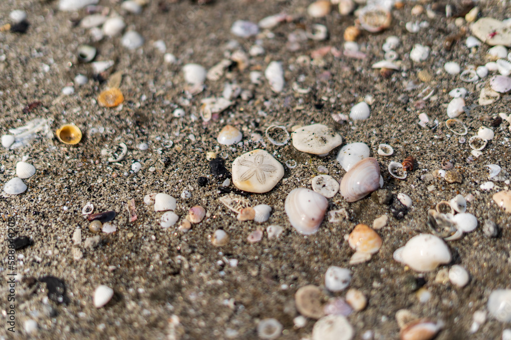 Shells on sand natural design of nature