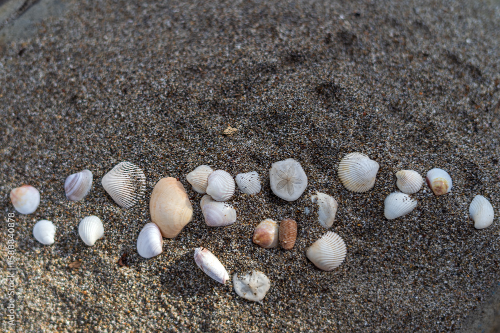 Seashells on the sand for sea summer vacation background Seashells on the sand for sea summer vacation background
