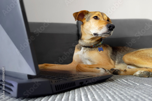 Dog and laptop. Defocused background. Young mixed breed dog with floppy ears lies near laptop on bed. Concept of online shopping, online work and online learning. Pets and work.