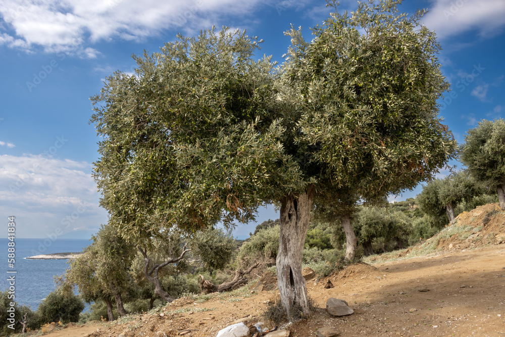 Olive trees, Giola lagoon, Greece