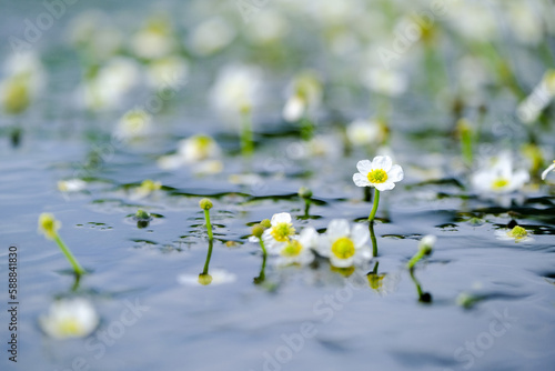 white flowers floating on the surface of the wate